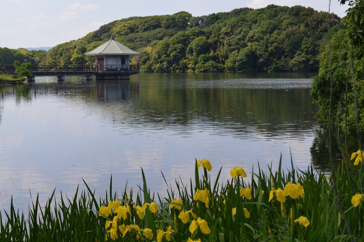 🌳 야마다이케 공원(야마다이케코엔) 이미지 6